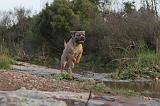 CANE CORSO 138